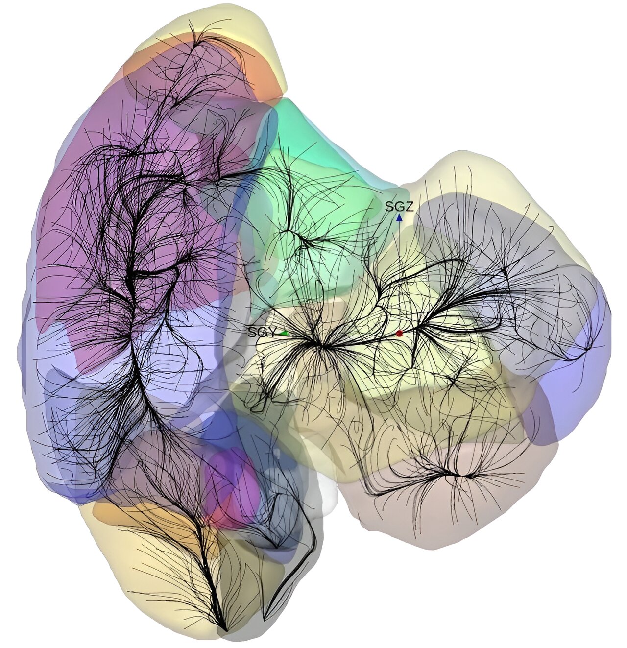 phys.org