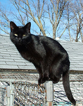 blackcat-lilith.jpg