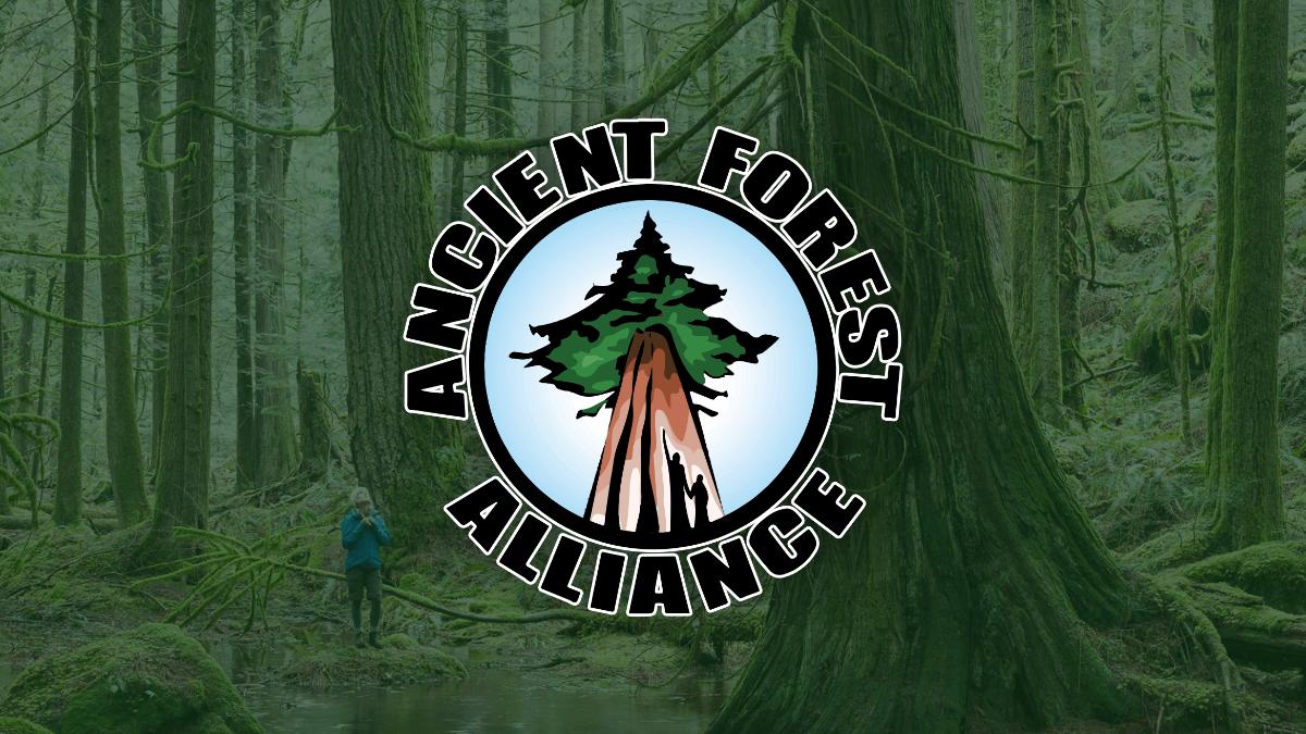 ancientforestalliance.org